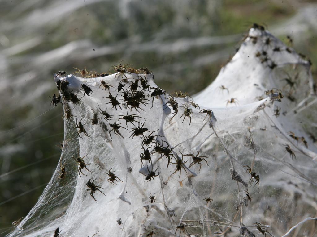 Yep, It Was Literally Raining Spiders And Spider Webs In Australia (Photos)