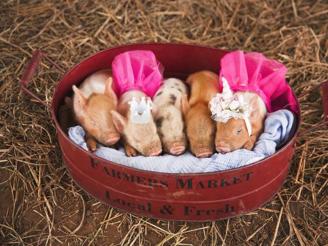 Petite Piggies being bred for pets; Picture: Shannon Smith La Bella Vita Photography.