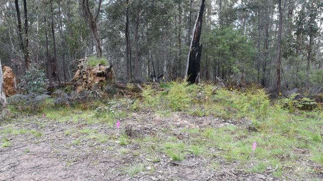 The remains were discovered under the root ball of a tree off Union Spur. Picture: Supplied/ Supreme Court of Victoria