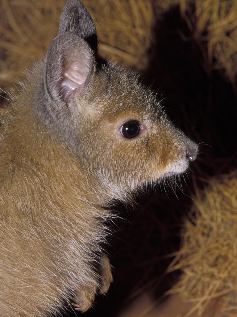 <p>Profile portrait of a critically endangered Rufous Hare-Wallaby, Mala.</p>