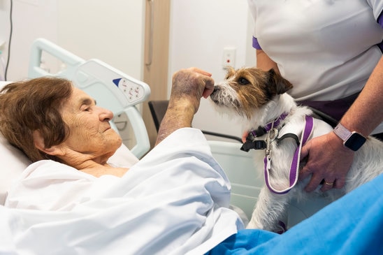 Rey the pet therapy dog visits hospital patients