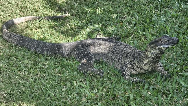 'Snuffy’ went missing on Wattle Street, Andergrove on Sunday.