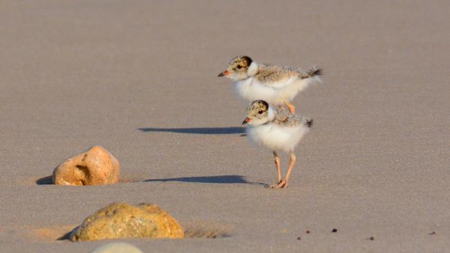 Hooded plover chicks in Port Willunga. Picture: Ash and Sue Read