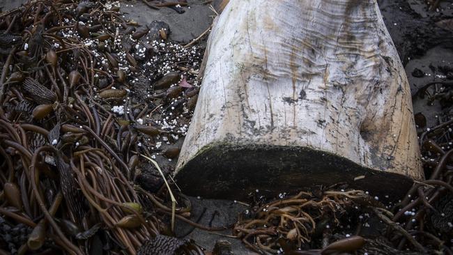 Heidi White at Taroona Beach where she discovered a lot of polystyrene balls have washed ashore. Picture: LUKE BOWDEN