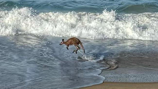 The kangaroo jumped to safety after a man stripped down and rescued the distressed animal from rough surf. Picture: Annette Oaks / Facebook.