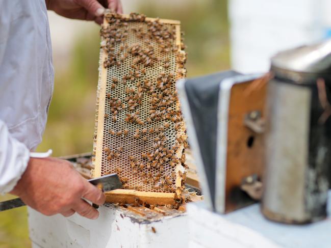 Leatherwood honey producer Julian Wolfhagen tends to some of his hives in the south west.  Leatherwood Honey feature. TasWeekend overview of the leatherwood industry.