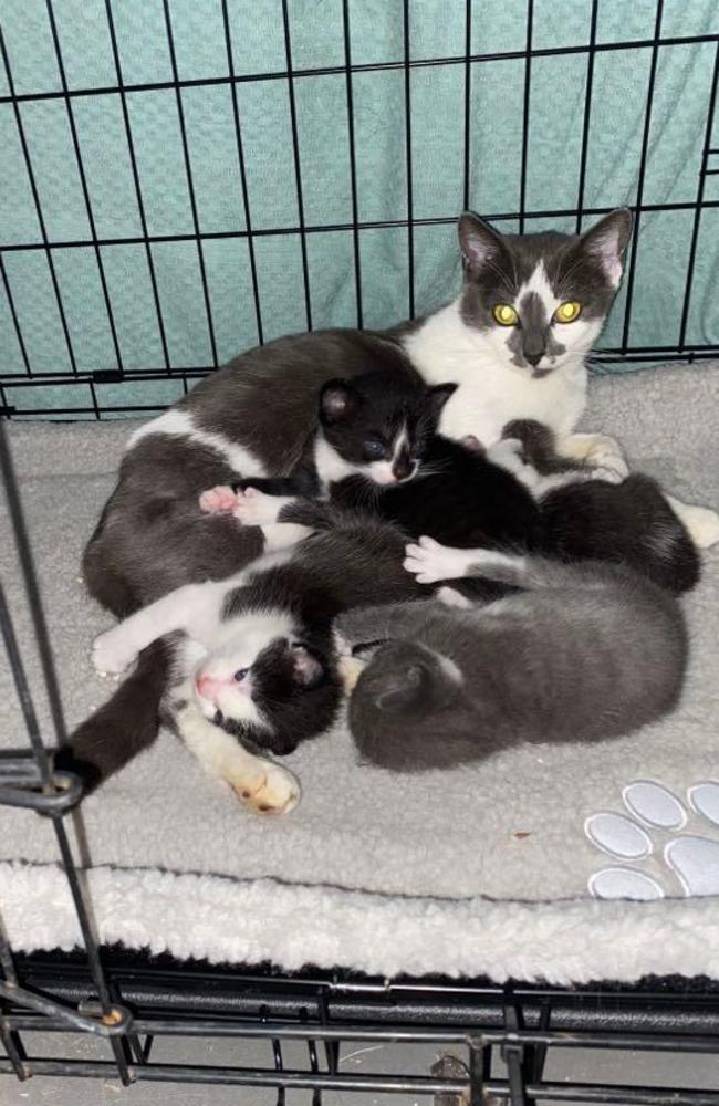 Mum Emma and her kittens. Picture: Miss C