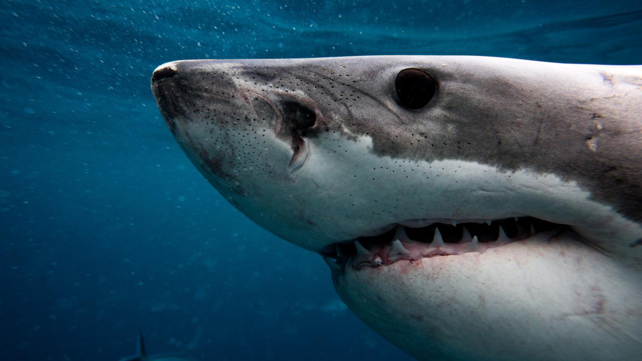 Shark studies make our waters no safer | The Australian