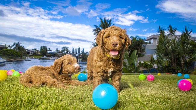 We want to see pictures of your perfect puppies. Picture: NIGEL HALLETT