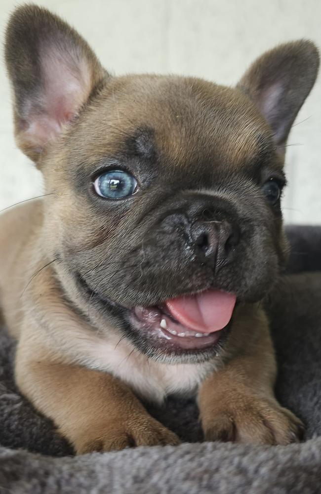Rouge: Chai Sainsbury's 8 week old French Bulldog