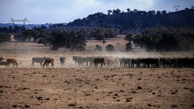 About 200 Queensland farmers have had their Farm Household Allowance cut off as the drought continues. Picture: David Gray/Getty Images