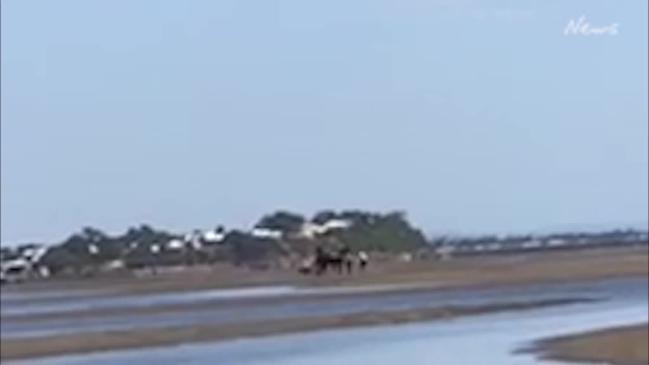 Nudgee Beach dog attack