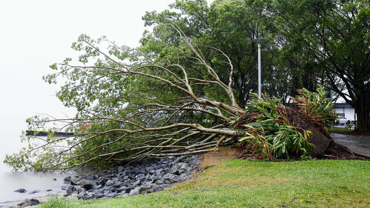 A large fig tree is uprooted and felled on the Cairns Esplanade. Picture: Brendan Radke