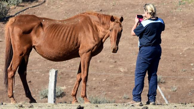 Calls to take cruelty investigations out of RSPCA's hands | Herald Sun