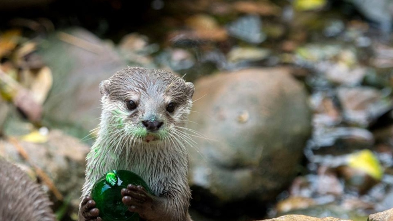 An otter with a couple of frozen treats at Adelaide Zoo. Picture: Adrian Mann