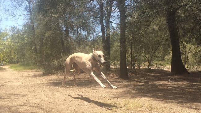 Yew- Gracey loving the trails on the island. Picture: Amanda Robbemond