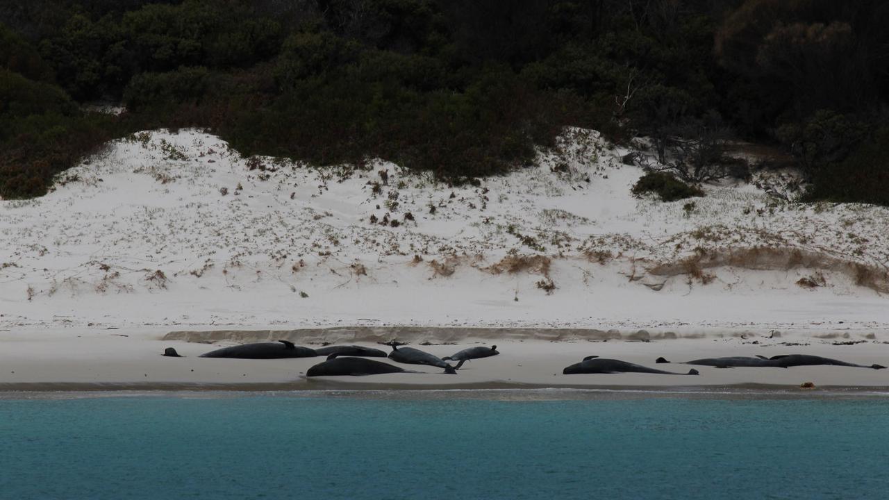 Skipper Noah Pennicott was devastated when he discovered a dead juvenile pilot whale ‘no bigger than a dolphin’ in East Coast waters before a mass stranding on Bryans Beach the following day. Pictures: Supplied