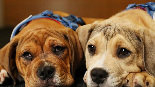 The Daily Telegraph 14.11.2023 Mastiff Cross Staffy Elton and Betsy. The Petbarn FoundationÃs Tree of Hope Appeal is aiming to raise $1.3million to provide much needed support to 70 animal charities and the people who love and care for them across mental health, animal rescues, homelessness and domestic violence.  Picture: Rohan Kelly