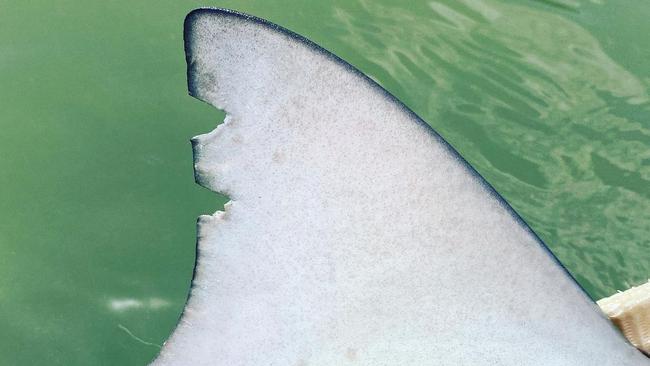 Sharks tagged as part of the research program have unique notches on their fin.