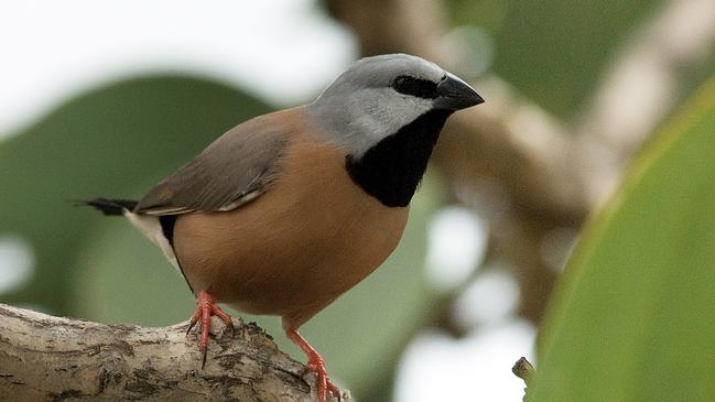 Southern black-throated finch. Picture: AAP /Birdlife Australia, Eric Vanderduys