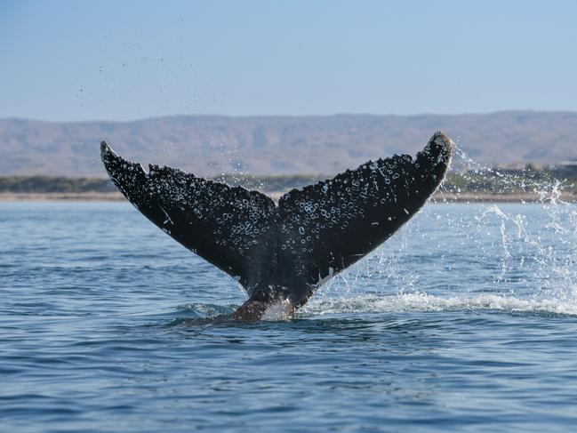 The whale population in Australia is now 30, 000.