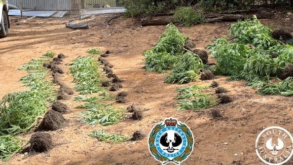 Plants allegedly found during a Riverland drug bust. Picture: SA Police