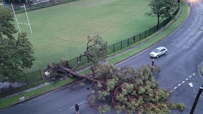 This tree had fallen down at Augustine’s school in Coffs Harbour on Wednesday morning.