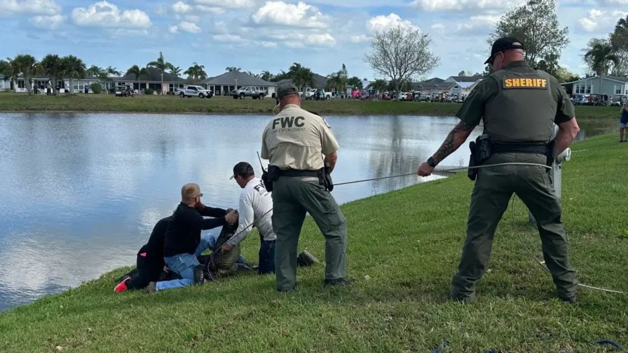 Eyewitnesses say the gator dragged the woman underwater. Picture: St. Lucie County Sheriff's Office