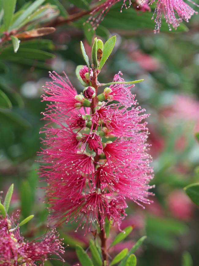 Callistemon ‘Candy Burst’, semi-compact, 1-1.2m high and wide.