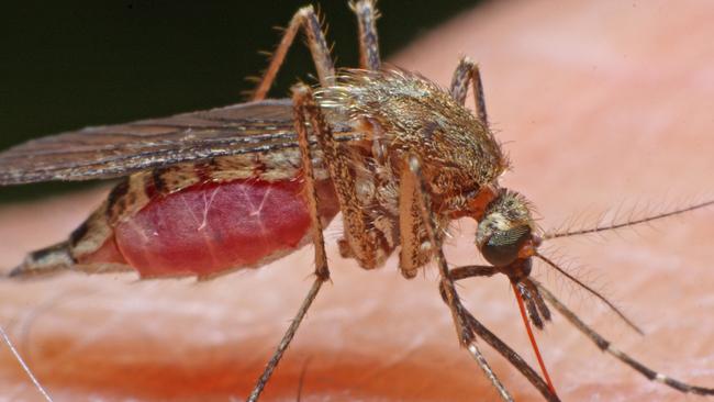 Residents have reported high numbers of mosquitoes in east Liverpool.