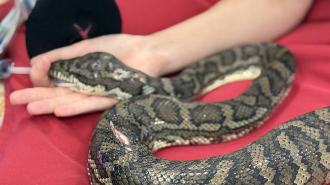 A snake that won a spectacular fight to the death with a fox in northern NSW has had successful surgery at a Gold Coast wildlife hospital. The carpet python ambushed the fox at Terragon near Tweed Heads on Tuesday, only to be bitten through the head. It managed to constrict the fox to death but was still trapped in the fox’s jaws. Tweed snake catcher Sarah Mailey, of I’ll Catch It Snake Relocations, was able to prise the python free and took it to Currumbin Wildlife Hospital where it underwent surgery - Photo Supplied