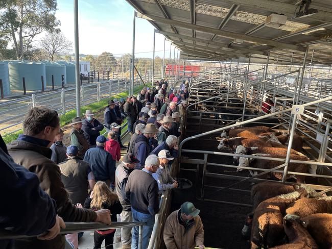 A crowd of buyers look on at the opening pens of cattle at the Bairnsdale store sale.