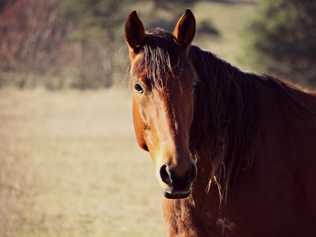 A horse has died from the Hendra virus in Piggabeen.