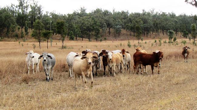 A car hit two cows wandering on the road at Pink Lily last week. Picture: Contributed