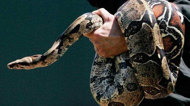 A red-tailed boa constrictor similar to one kept by a Sunshine Coast drug dealer. Picture: AP