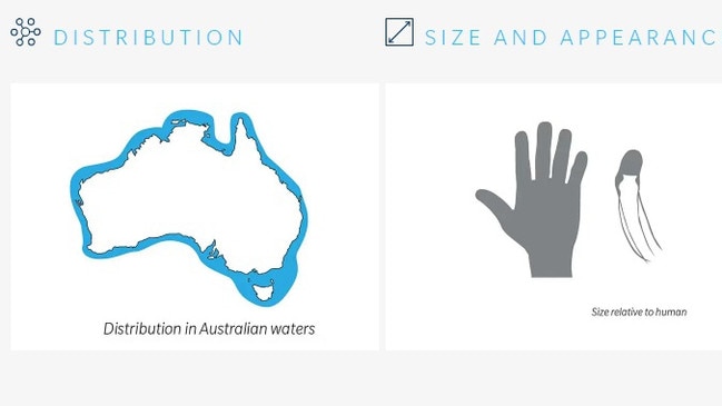 Distribution and size of box jellyfish. Picture: SLSQ.