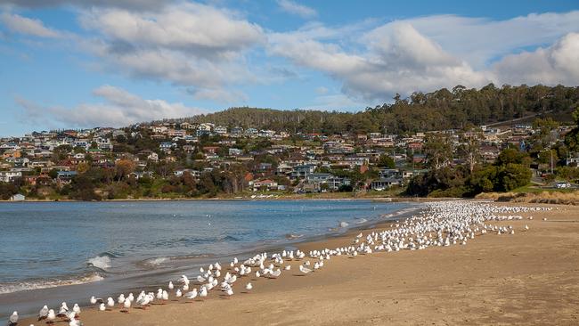 Seagulls at Blackmans Bay Beach. Picture: Milton Lowe