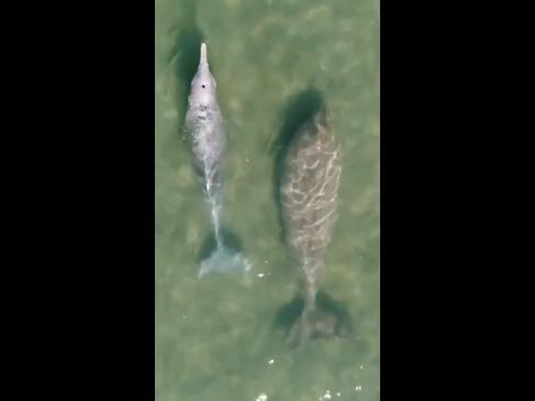 A dugong and humpback dolphin play in WA