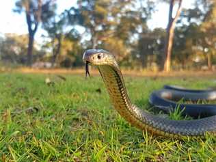 A healthy Eastern Brown snake. Picture: Samuel Hunt