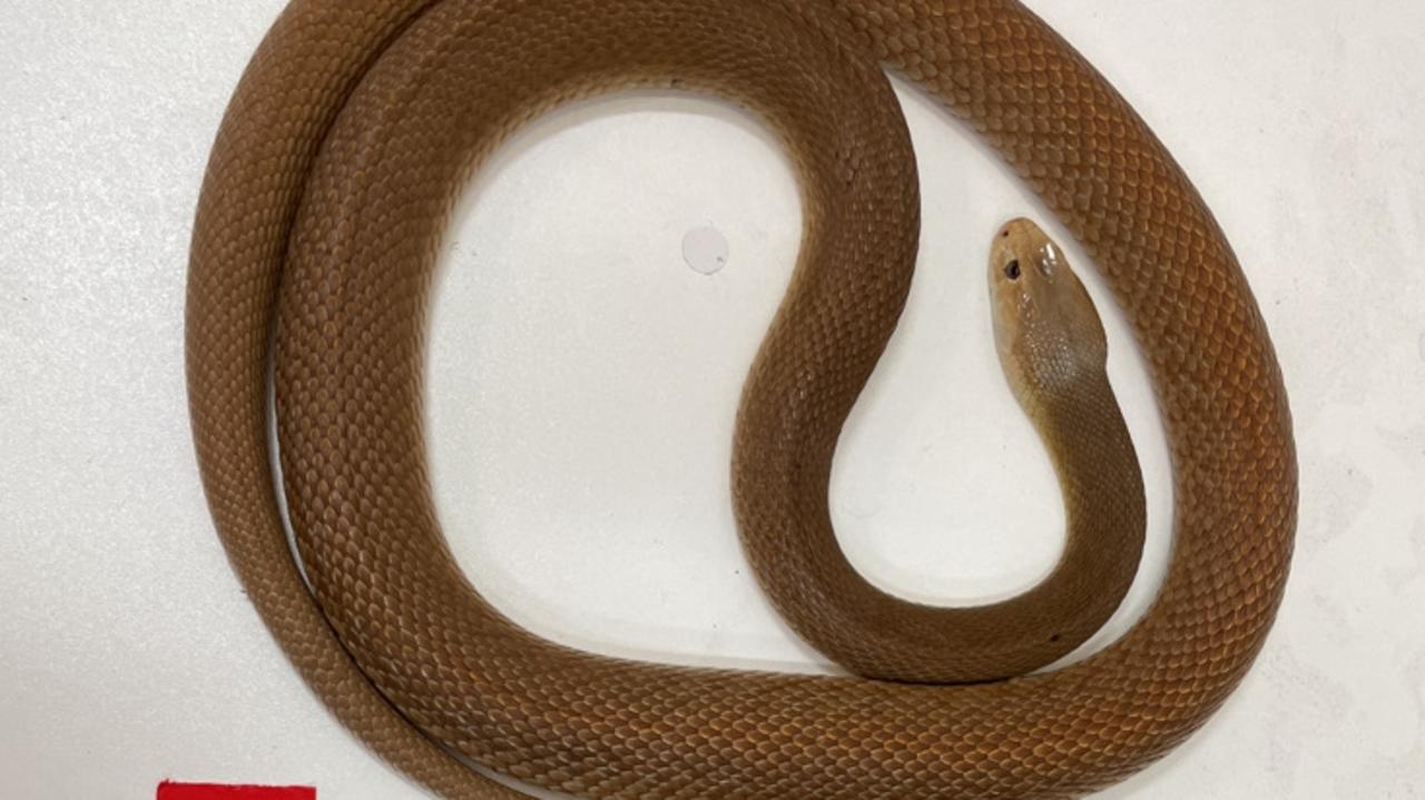 Snake stash: Deadly reptiles seized in raid on suburban home