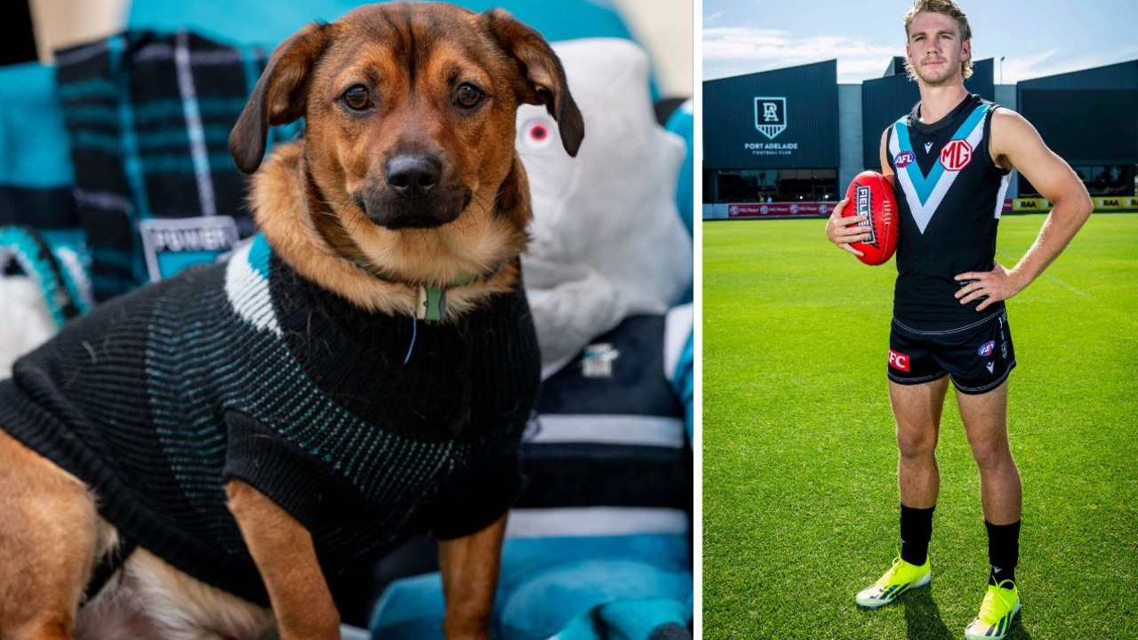 Bark in boots: Daschund among die hard Port fans fighting for JHF boots