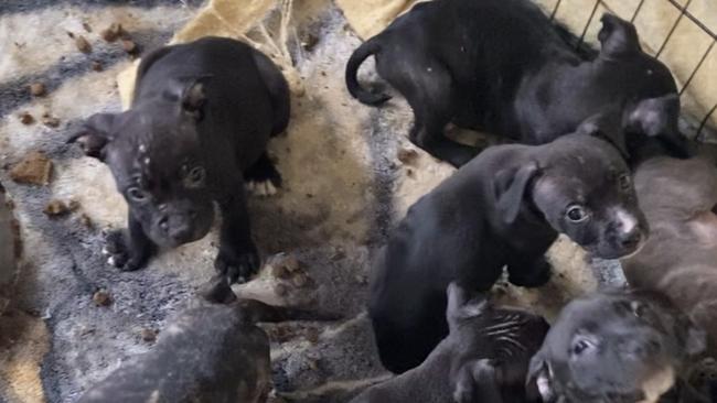 Puppies from a puppy farm flagged by the RSPCA, living in their own excrement. Picture: Supplied by the Animal Welfare League NSW