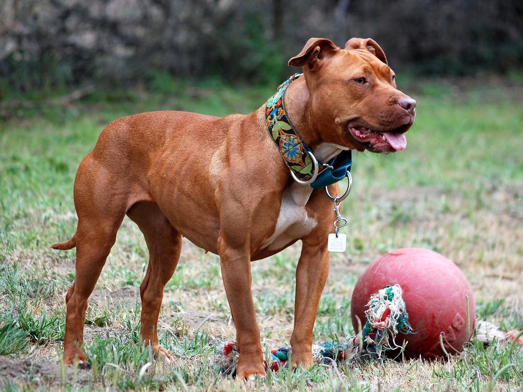 American pit bull terriers will be banned in Queensland. Picture: Wikicommons