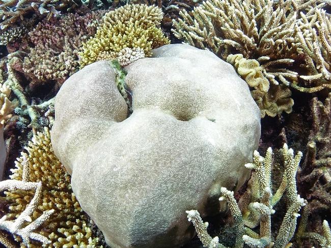 Pre bleaching 2015 – Coral Lagoon (near 100% coral cover)