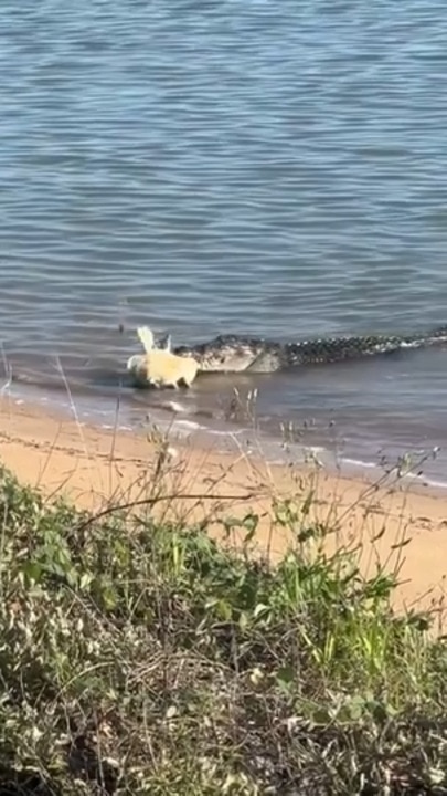 Crocodile takes turtle in Queensland