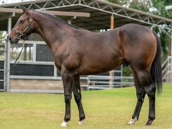 Maybe Azmoun will be leaning towards the name GOAAALLL for his $500,000 colt. Picture: Inglis