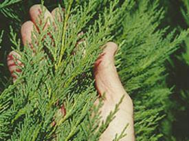 JULY, 2005 : Close-up of the hedge plant Leyland cypress, 07/05. Gardening