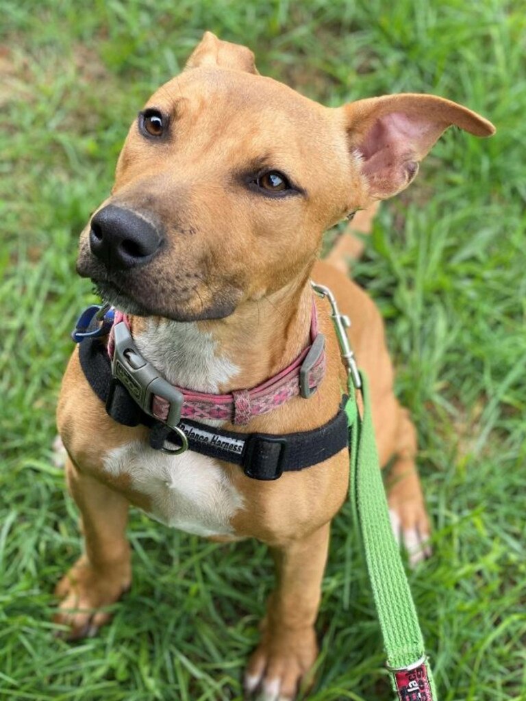 Jelly the dog. Picture: RSPCANSW