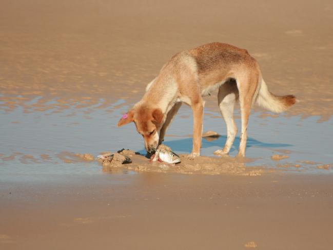 A dingo having a feed of fish on Fraser Island.