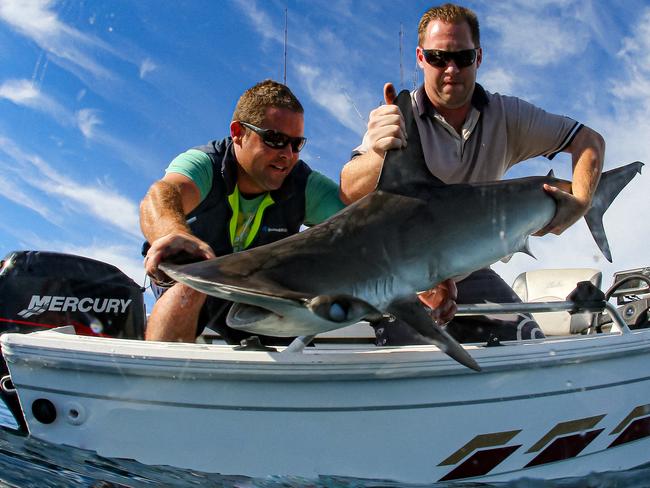 NSW fishos rarely keep a hammerhead to eat and here another one is returned to the water after being caught from a small boat close to shore. Picture: Al McGlashan